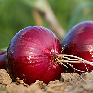 big onion